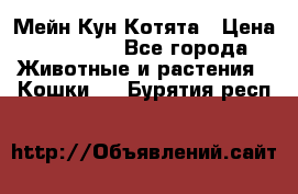 Мейн Кун Котята › Цена ­ 15 000 - Все города Животные и растения » Кошки   . Бурятия респ.